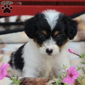 corgi poodle mix puppies