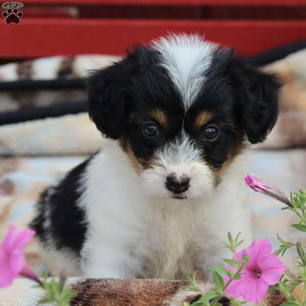 Rose, Corgipoo Puppy