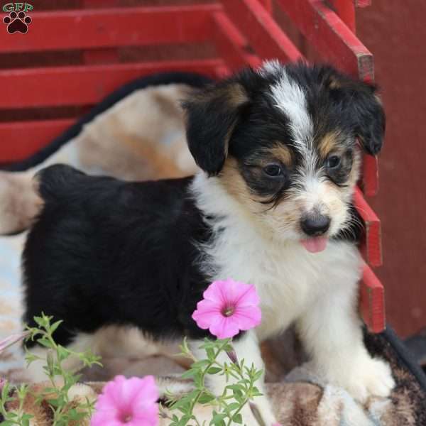 Rocky, Corgipoo Puppy