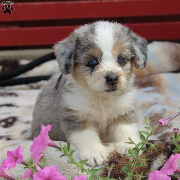 Rascal, Corgipoo Puppy