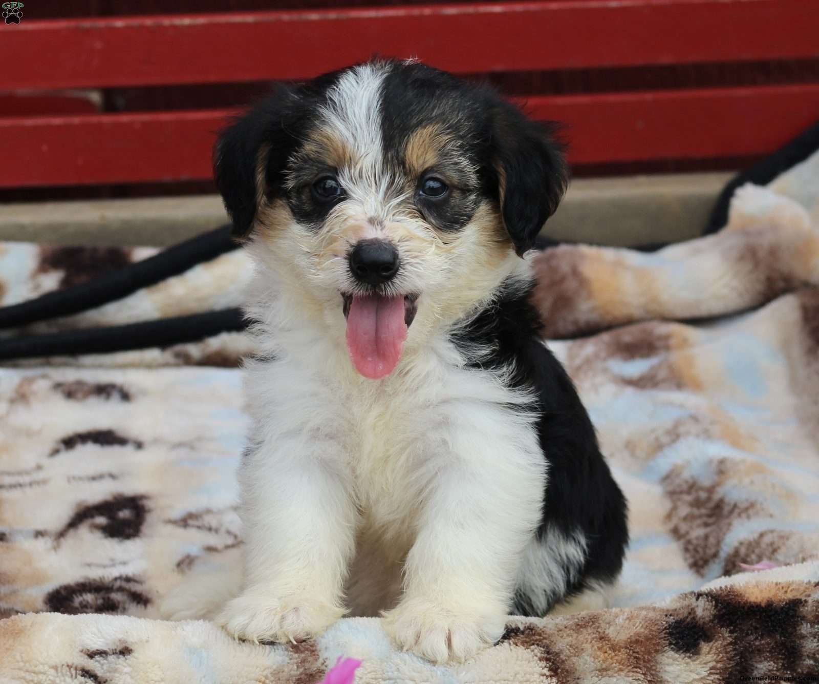 Reba - Corgipoo Puppy For Sale in Virginia