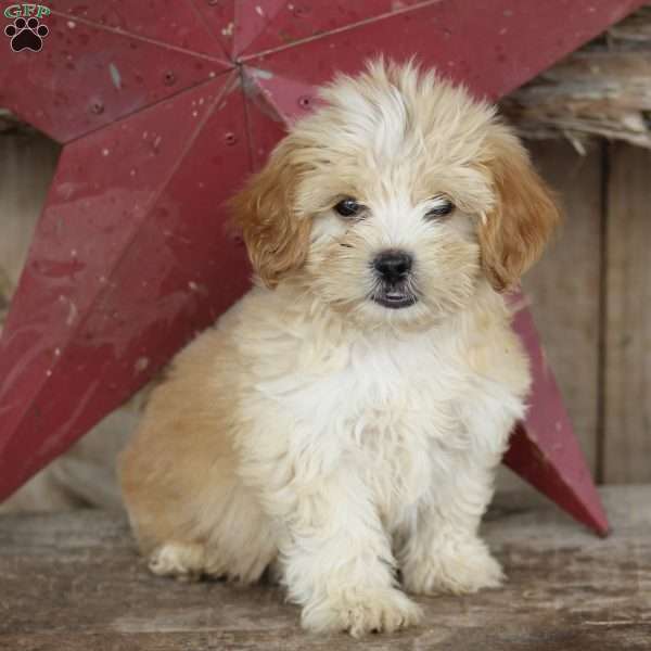 Ace, Shih-Poo Puppy
