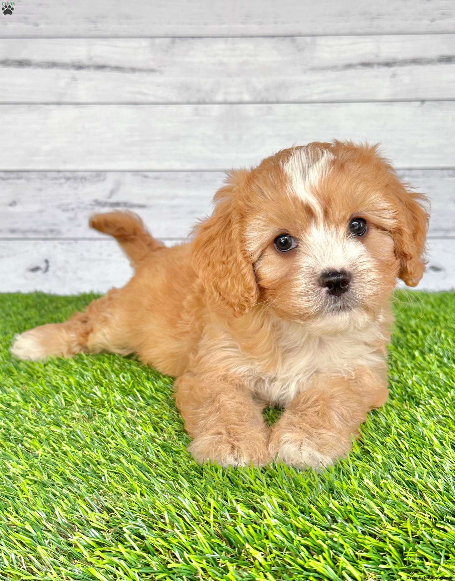 Oscar - Cavapoo Puppy For Sale in Ohio