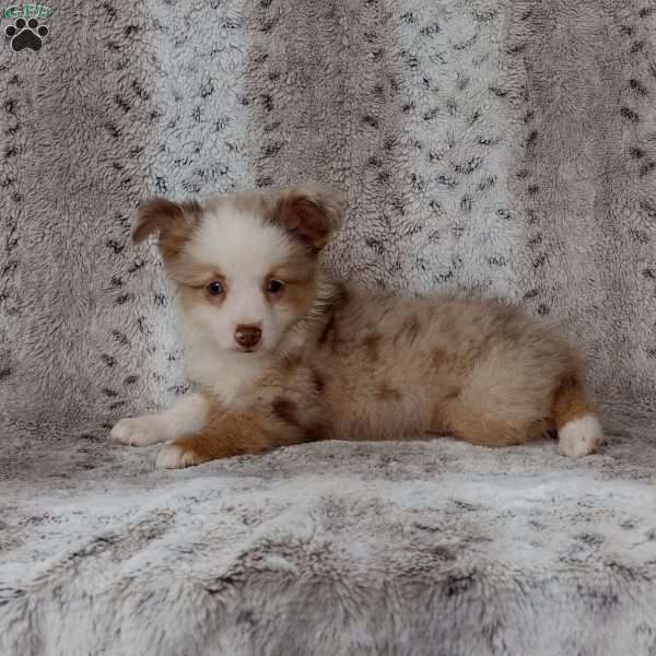 Milo, Toy Australian Shepherd Puppy