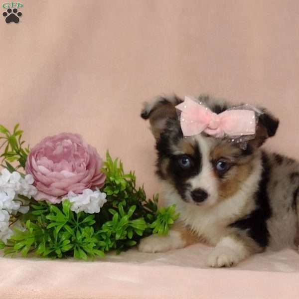 Lilly, Toy Australian Shepherd Puppy
