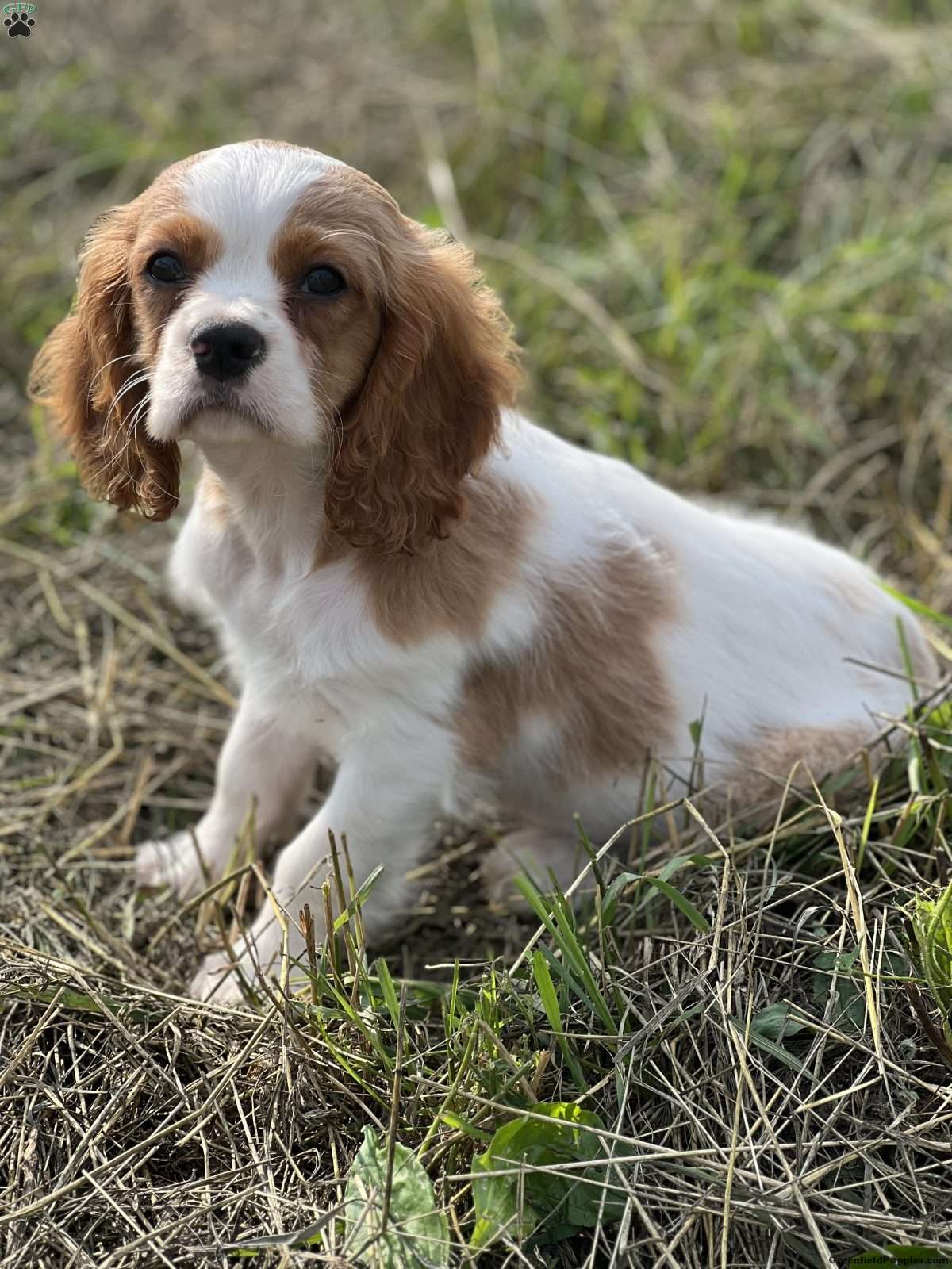 Prince spaniel store