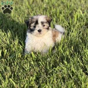 Mal-Shi Puppies For Sale | Greenfield Puppies