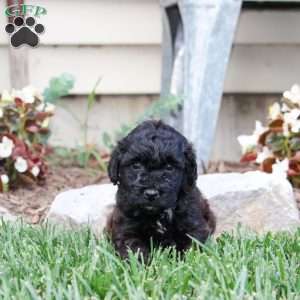 Miniature Poodle Mix Puppies For Sale | Greenfield Puppies