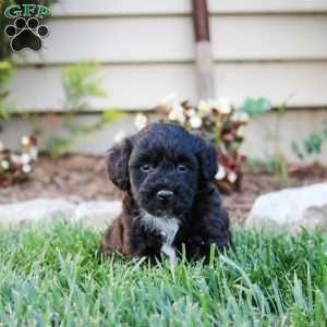 Miniature Poodle Mix Puppies For Sale | Greenfield Puppies
