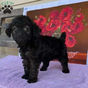 Millie, Toy Poodle Puppy