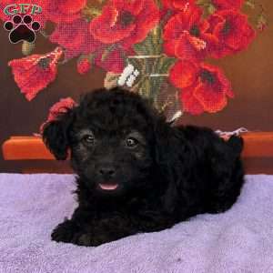 Millie, Toy Poodle Puppy