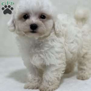 Maltipoo Puppies For Sale | Greenfield Puppies