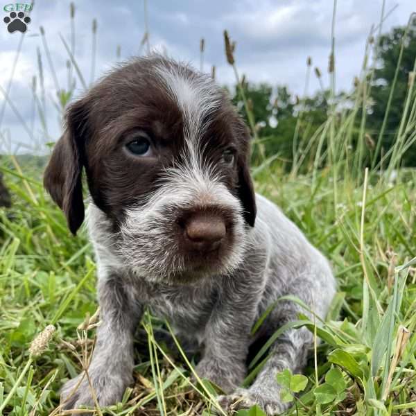Poppy, Wirehaired Pointing Griffon Puppy