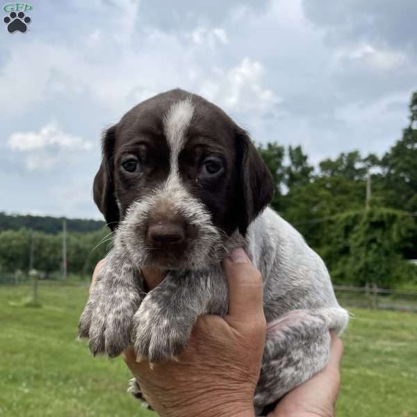 Ruger, Wirehaired Pointing Griffon Puppy
