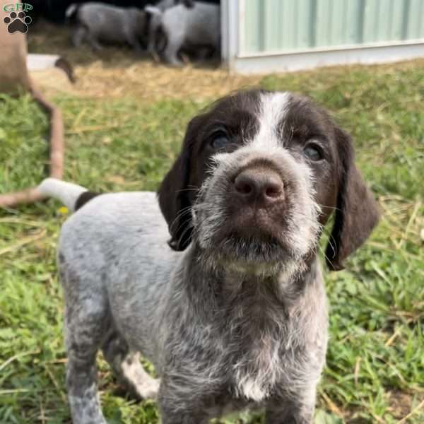 Smitty, Wirehaired Pointing Griffon Puppy