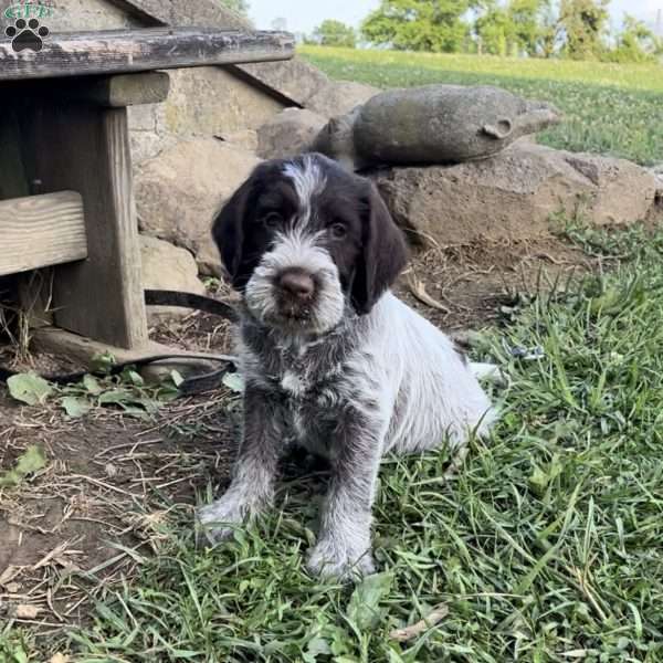 Wes, Wirehaired Pointing Griffon Puppy