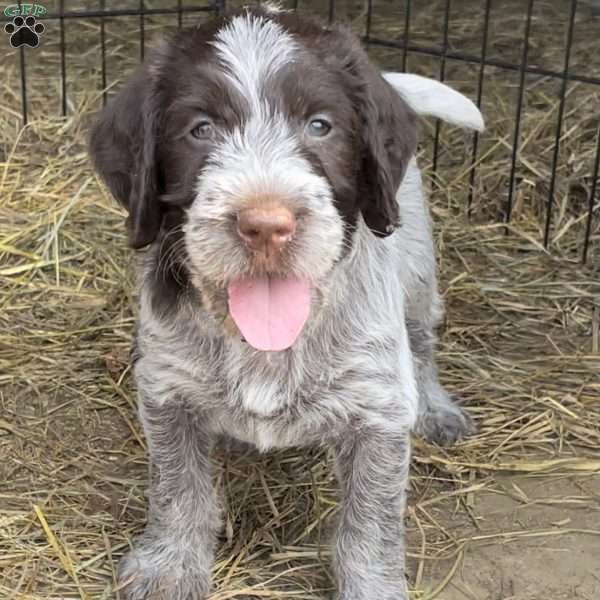 Remmer, Wirehaired Pointing Griffon Puppy