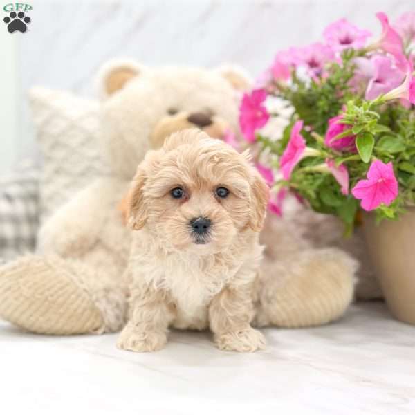 Princess, Coton de Tulear Mix Puppy