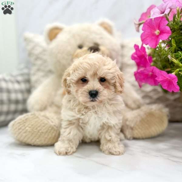 Charlie, Coton de Tulear Mix Puppy