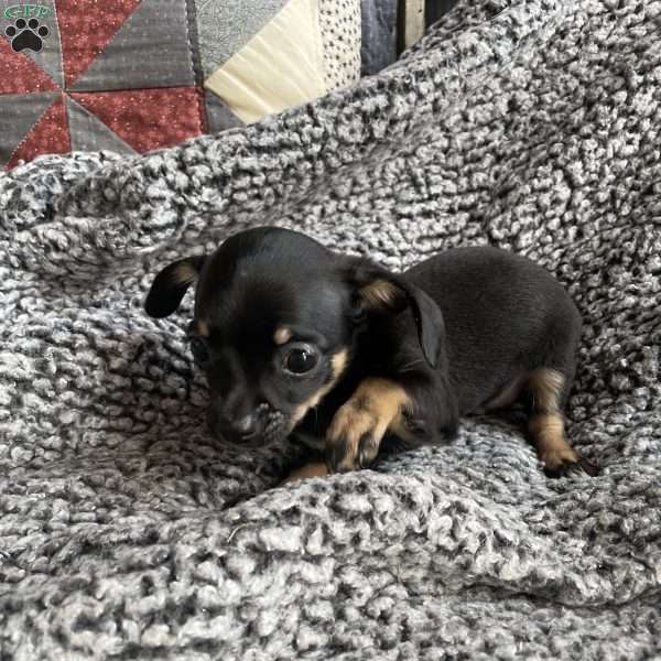 Ace - Chihuahua Puppy For Sale in Pennsylvania