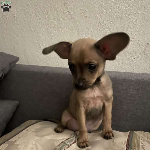 Jake, Chihuahua Puppy