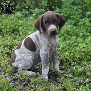 German Shorthaired Pointer Puppies For Sale - Greenfield Puppies