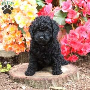 Henry & Naomi Stoltzfus - Greenfield Puppies