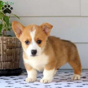 Pembroke Welsh Corgi Puppies for Sale - Greenfield Puppies