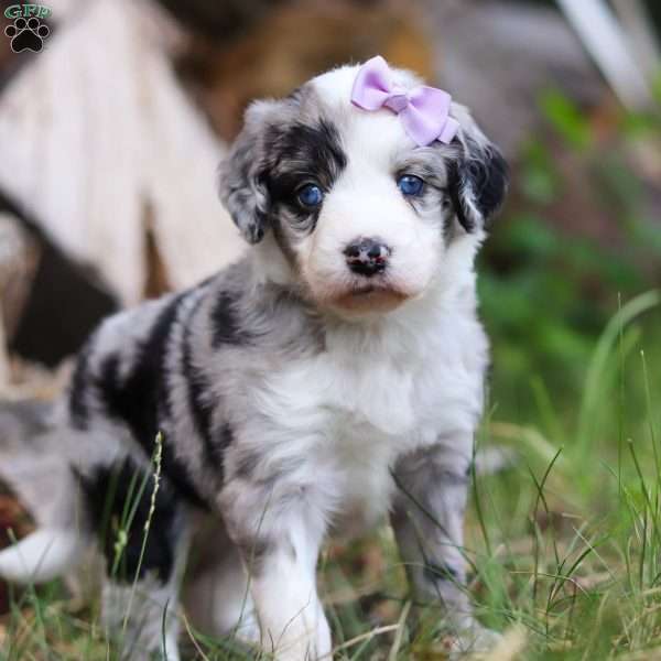 Jasmine, Aussiedoodle Puppy