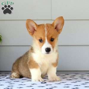 Pembroke Welsh Corgi Puppies for Sale - Greenfield Puppies