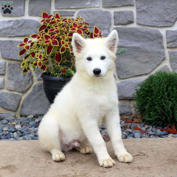 Jordy, Samoyed Puppy