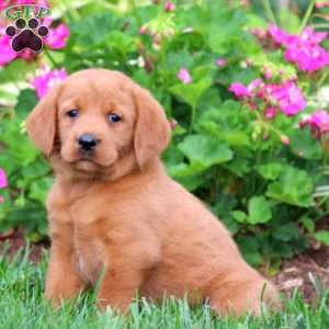 Labrador Mix Puppies For Sale | Greenfield Puppies