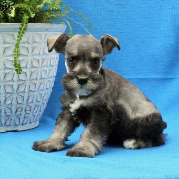Kelsey, Miniature Schnauzer Puppy