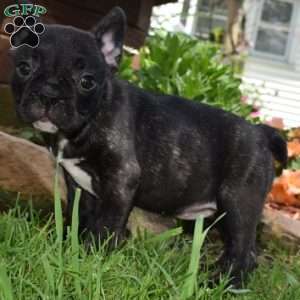 French Bulldog Mix Puppies For Sale | Greenfield Puppies