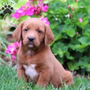 Labrador Mix Puppies For Sale | Greenfield Puppies