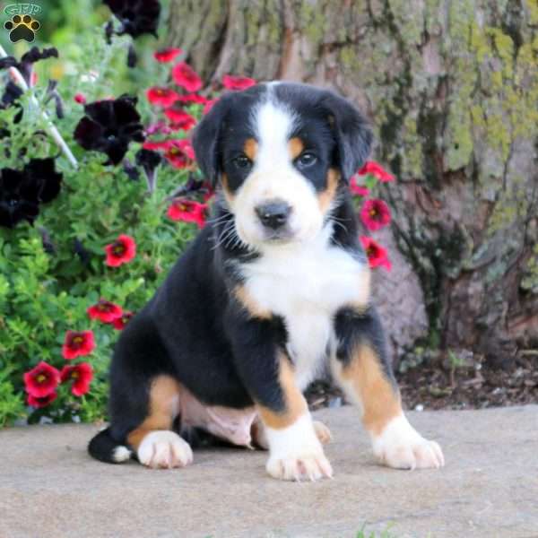 Leslie, Greater Swiss Mountain Dog Puppy
