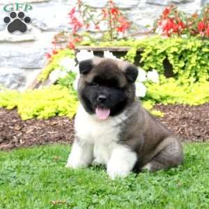 Akita Puppies for Sale - Greenfield Puppies