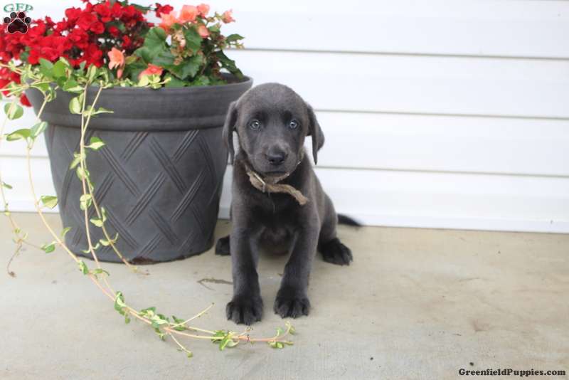 Lilly Charcoal Labrador Retriever Puppy For Sale in Pennsylvania
