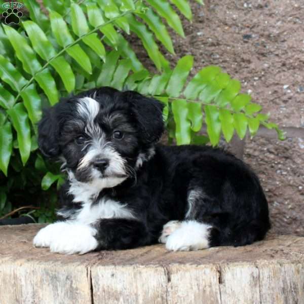 Lily, Havachon Puppy