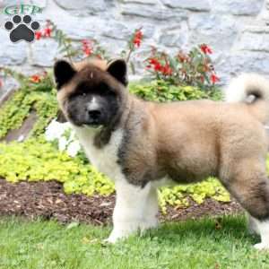 Akita Puppies for Sale - Greenfield Puppies