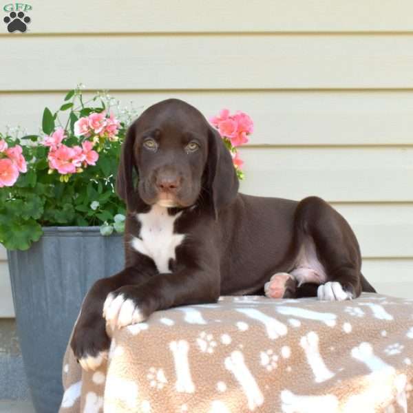 Lucky, German Shorthaired Pointer Mix Puppy