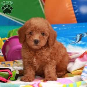 Samuel King - Dog Breeder - Greenfield Puppies