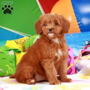 Samuel King - Dog Breeder - Greenfield Puppies