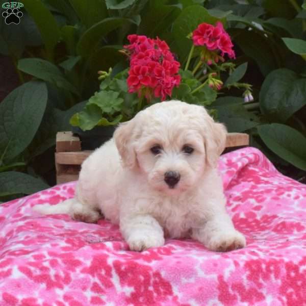 Macy, Mini Sheepadoodle Puppy