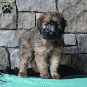 Mini Whoodle Puppies For Sale | Greenfield Puppies