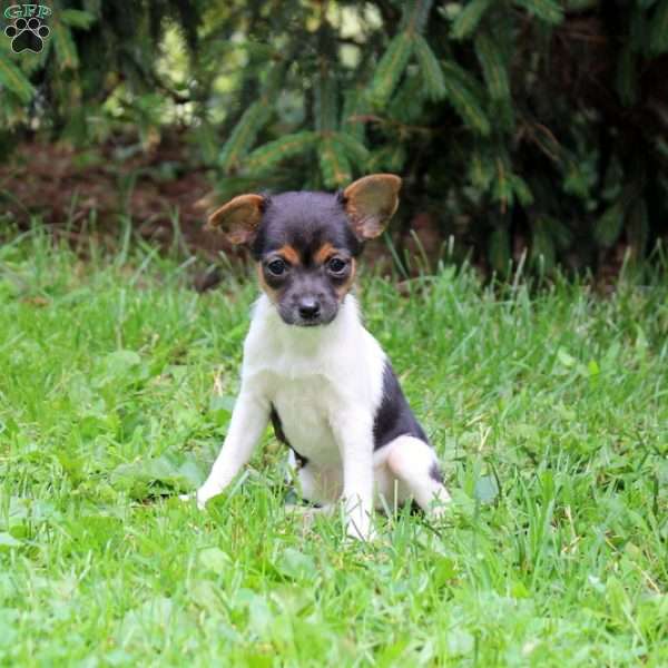 Marcy, Smooth Fox Terrier Puppy
