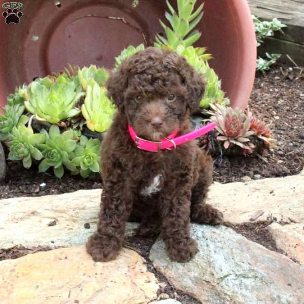 Marigold, Toy Poodle Puppy