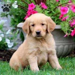 Golden Retriever Puppies For Sale - Greenfield Puppies