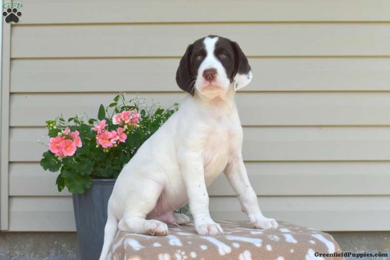Marmaduke German Shorthaired Pointer Mix Puppy For Sale in Pennsylvania
