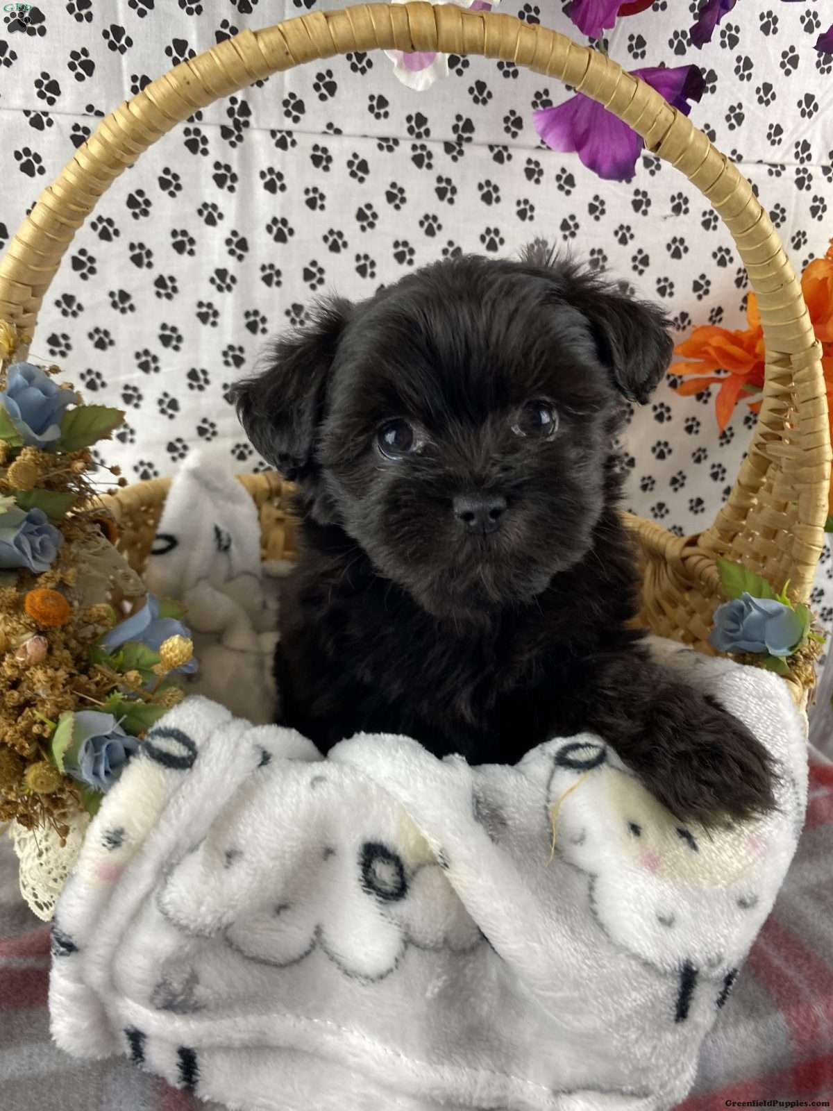 Marriott LhasaPoo Puppy For Sale in Pennsylvania